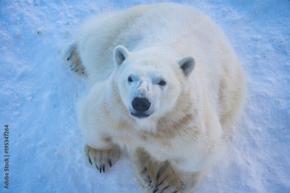 Fototapeta premium A polar bear of the Ranua Wildlife Park, Rovaniemi, Finland