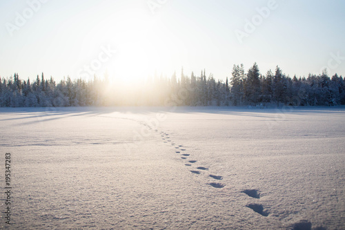 Moose footprints in the snow over the frozen Raudanjoki peat river,  Vaattunki, Finland.  photo
