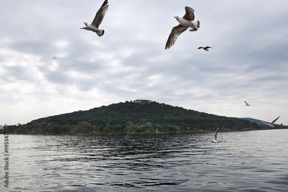 Island journey with Island ferry and Seagulls in Istanbul Island journey with Island ferry and Seagulls in Istanbul