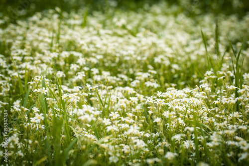 Small flowers in summer