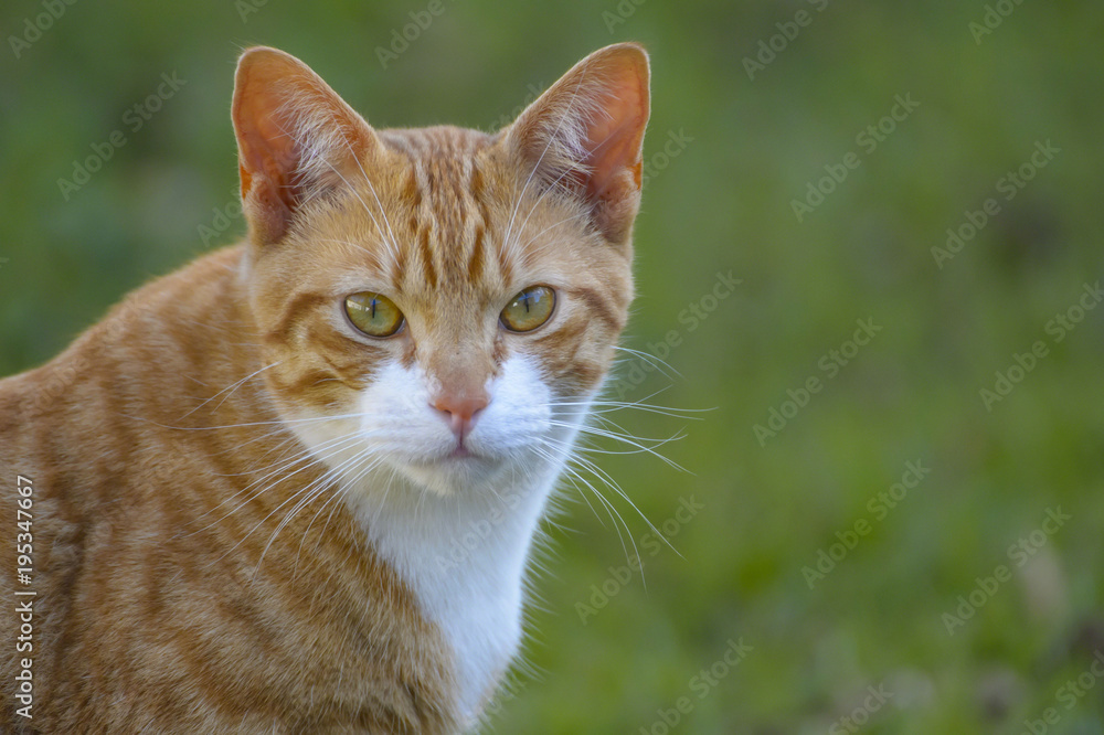 Ginger and white cat, with upright ears and big eyes, staring at camera, with green background and white whiskers showing.