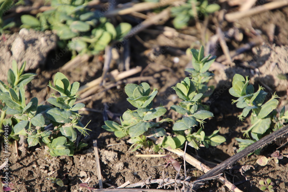 Jeunes pousses de petits pois en pleine terre. Jeunes pousses de petits pois en pleine terre.