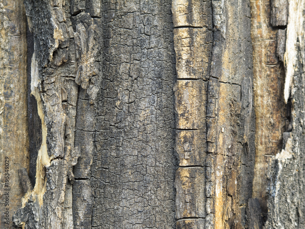 tree bark texture, decayed tree bark, Old log tree bark texture, decayed tree bark, Old log