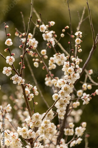 梅の花（白）