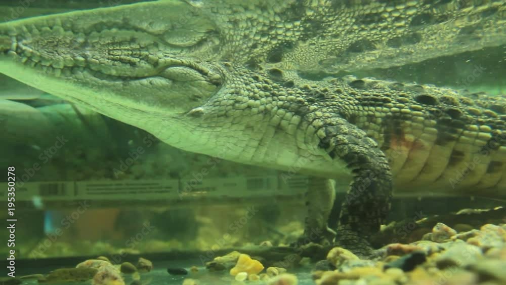 Crocodylus niloticus in the aquarium Crocodylus niloticus in the aquarium