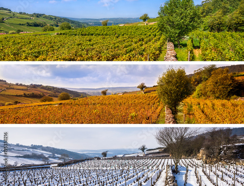 saisons dans la vigne photo