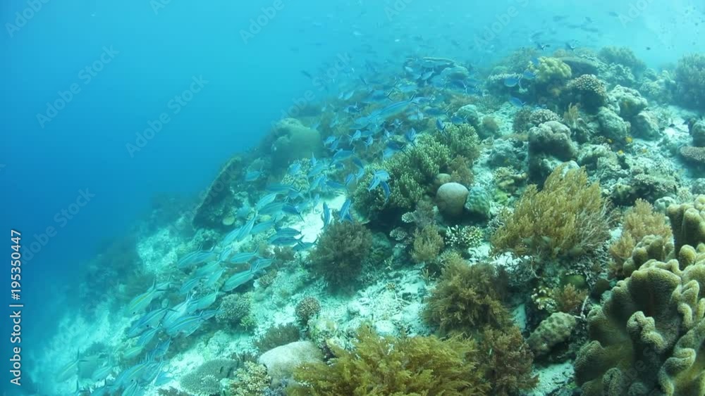 A beautiful coral reef thrives in Raja Ampat, Indonesia. This remote region, part of the Coral Triangle, is known as the heart of marine biodiversity and is a popular destination for scuba divers and A beautiful coral reef thrives in Raja Ampat, Indonesia. This remote region, part of the Coral Triangle, is known as the heart of marine biodiversity and is a popular destination for scuba divers and