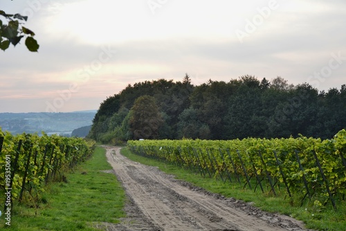 Winogrona w Krakowie okolice Lasku Wolskiego