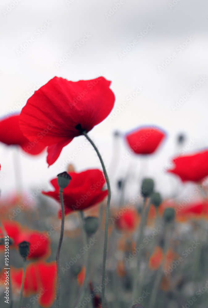 Obraz premium Poppies on gray sky background.