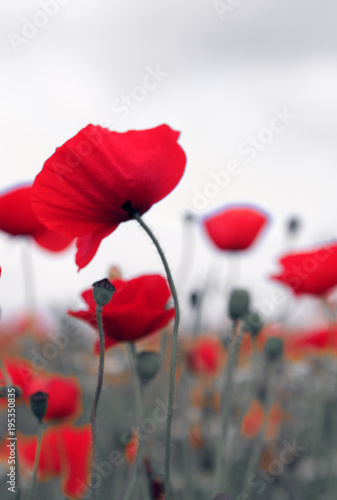 Poppies on gray sky background.