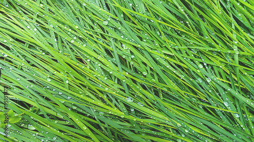 banner erba verde rugiada mattina