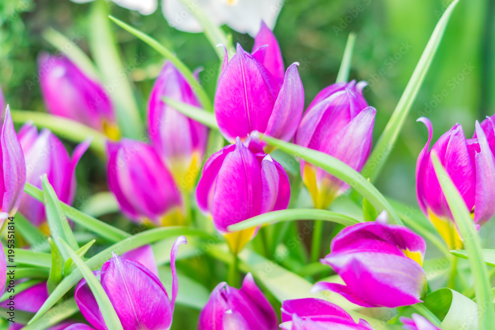 field of bright blooming pink tulips for background field of bright blooming pink tulips for background