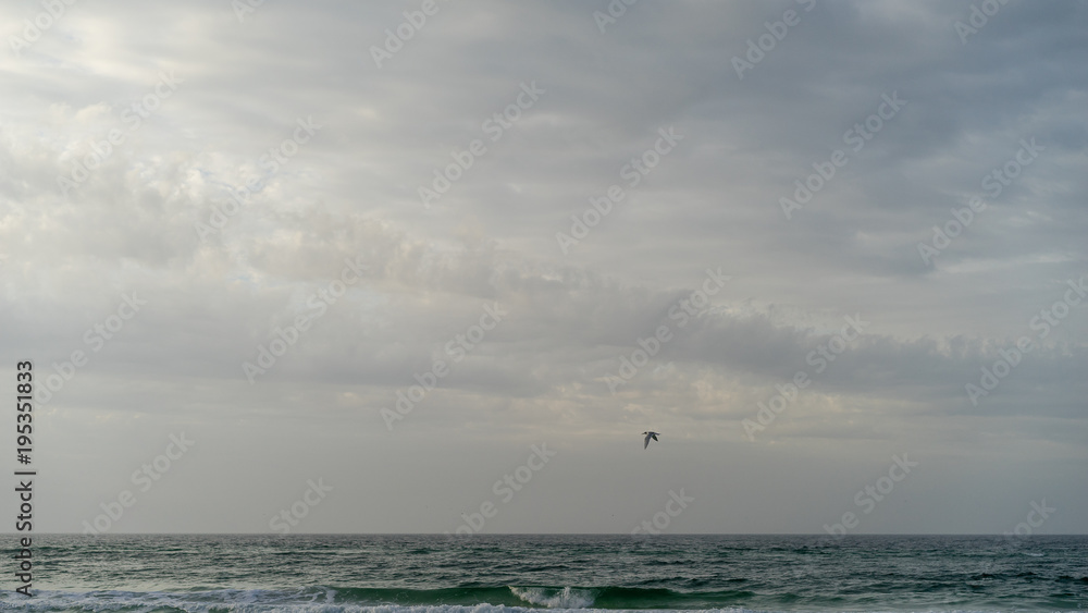 Sunrise Seascape with one Seagull in Flight Sunrise Seascape with one Seagull in Flight