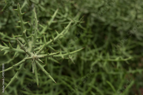 Abstract background. Close up green tree branches full of sharp thorns. Shallow depth of field