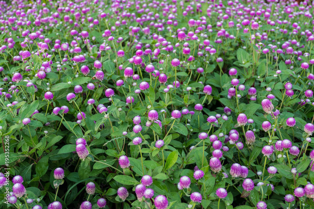 Purple Globe Amaranth flower blooming in the garden. Shallow depth of field.