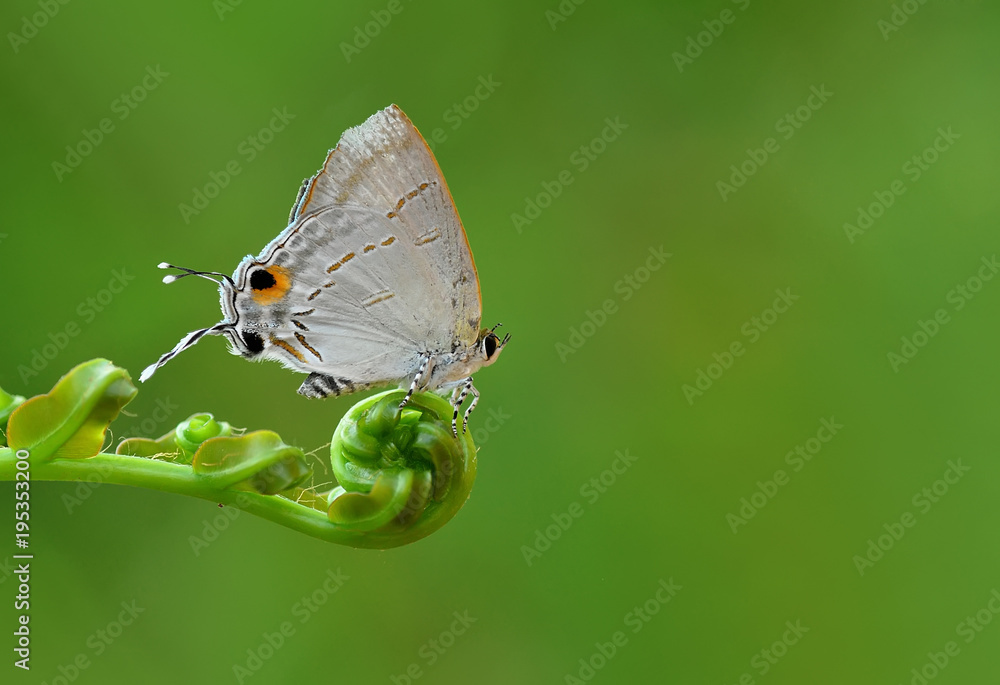 Obraz premium Butterfly