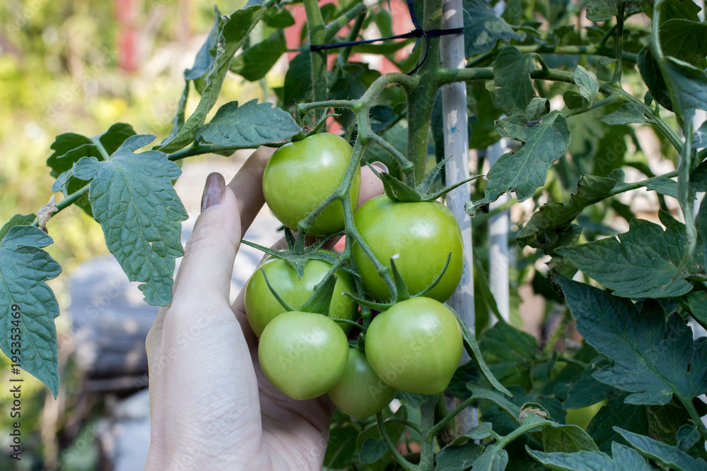 asian women's arm holding branch of green tomatoes asian women's arm holding branch of green tomatoes