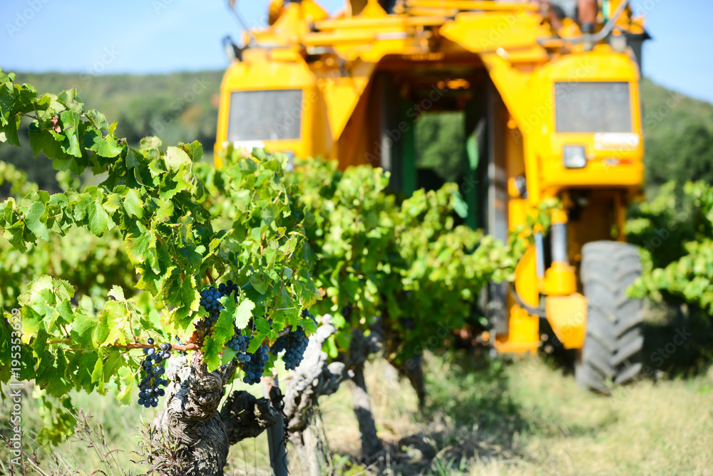 grapes harvesting mechanical machine vehicle in a vineyard during harvest wine season grapes harvesting mechanical machine vehicle in a vineyard during harvest wine season