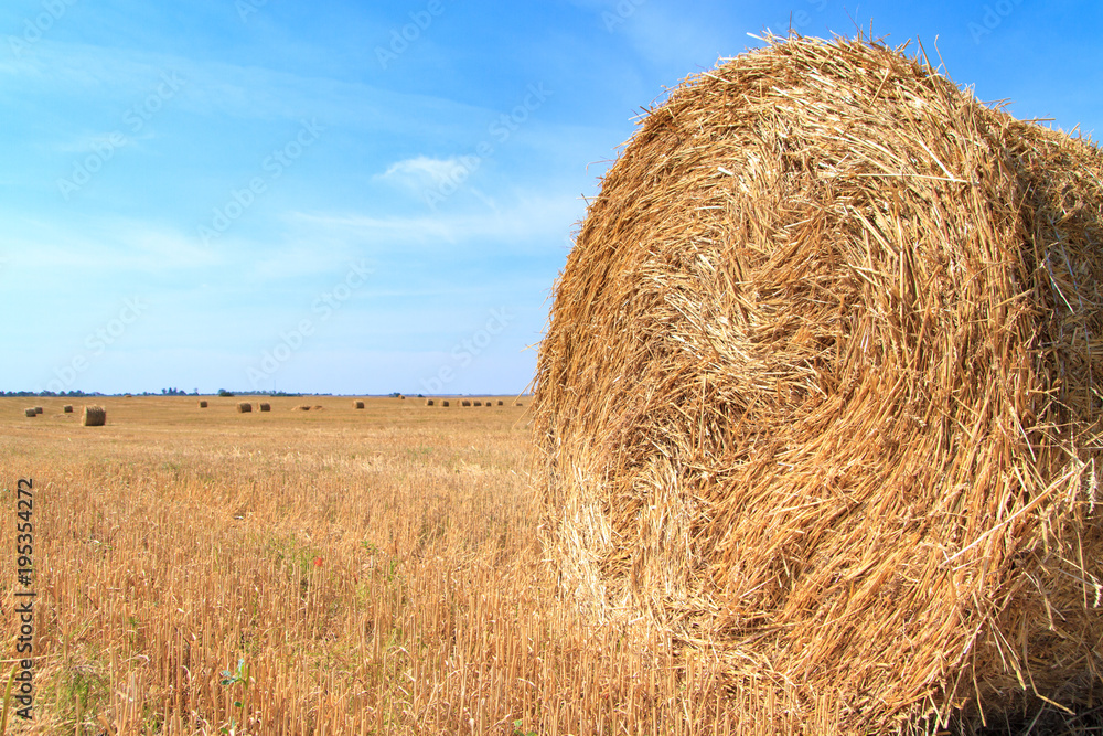 golden straw stubble field in autumn