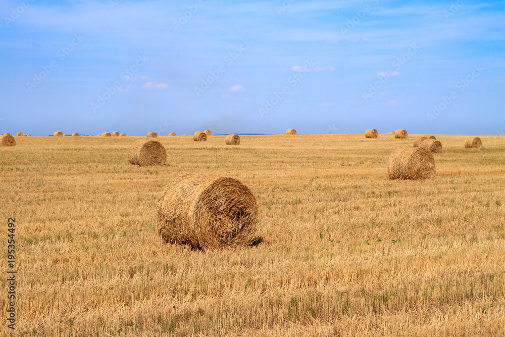 golden straw stubble field in autumn