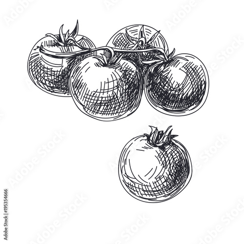 Beautiful vector hand drawn vegetables Illustration. 