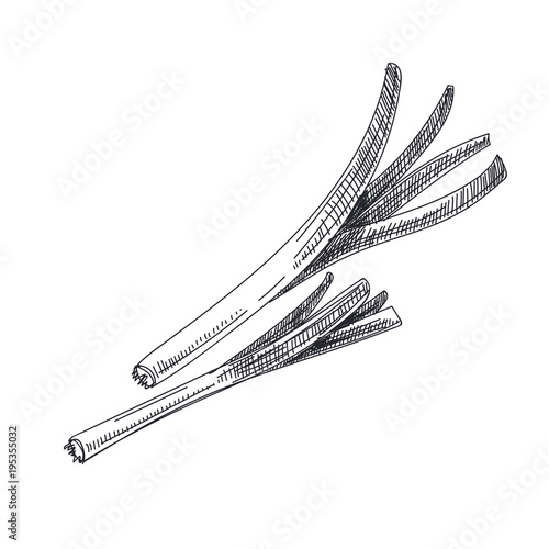 Beautiful vector hand drawn vegetables Illustration. 