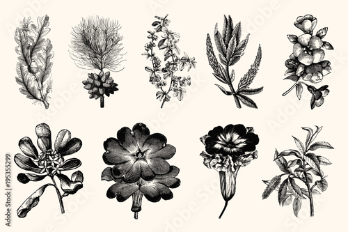 Vintage Floral Line Art - Early 1800s Botanical Illustrations