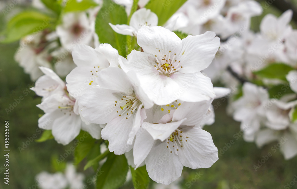 Blooming branches of cherry. Sakura blossom. Blooming branches of cherry. Sakura blossom.