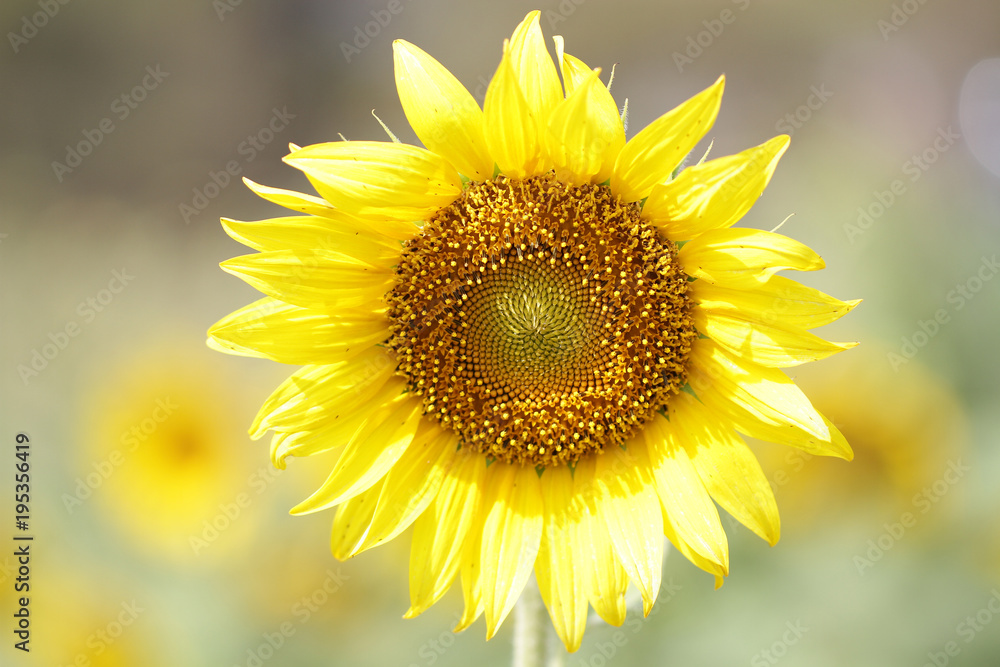Obraz premium Sunflower at Sunflowers field, attractive blossom in national park, organic agriculture wallpaper backgrounds