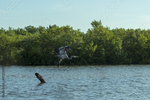 Great Blue Heron shows its elegant long legs. This wading bird lives in wetlands has beautiful and rare grey-bluish feathers