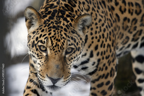 léopard © Pascal Huot