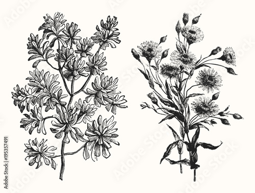 Vintage Floral Line Art - Early 1800s Botanical Illustrations photo