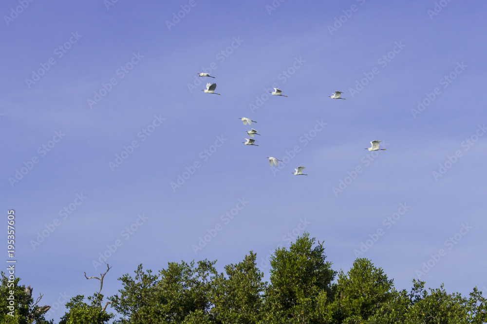 Great Egret, aka the common egret, large egret, or great white heron. Majestic white feathers. it is a large heron with all-white plumaje, black legs and feet and yellow bill, which it uses as spear Great Egret, aka the common egret, large egret, or great white heron. Majestic white feathers. it is a large heron with all-white plumaje, black legs and feet and yellow bill, which it uses as spear