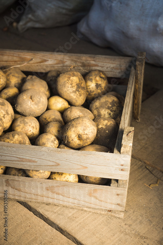 Harvested potatoes in wooden crate. Selective focus.