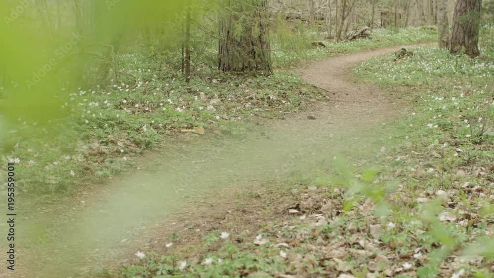 Dolly shot of a footpath and anemone nemorosa flower covered forest floor in spring Dolly shot of a footpath and anemone nemorosa flower covered forest floor in spring