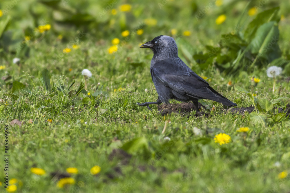 Fototapeta premium Eichelhäher auf einem Ast