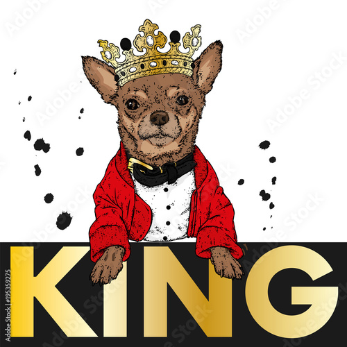 Stylish puppy in a jacket and a collar. A pedigree dog in clothes and accessories. Fashion & Style. Funny Chihuahua.