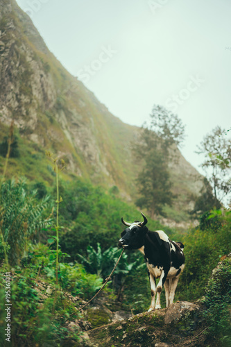 Black and white cow grazing in mountains. Domestic animal on Santo Antao, Cape Verde