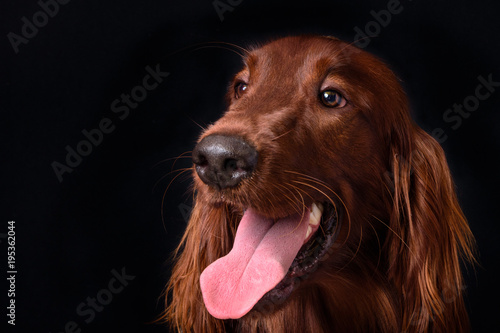 A funny small dog with its tongue out. Black background.