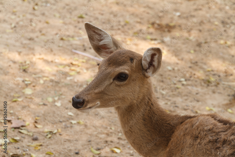 Closeup head shot of deer doe.