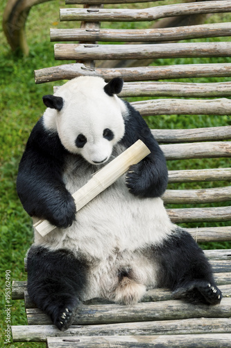 Fototapeta Naklejka Na Ścianę i Meble -  Giant panda holding a bamboo stick in a zoo