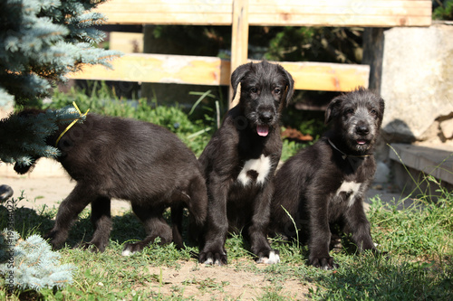 Amazing puppies of irish wolfhound