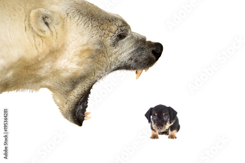 Canvastavla Polar bear bullying a small dog on a white background