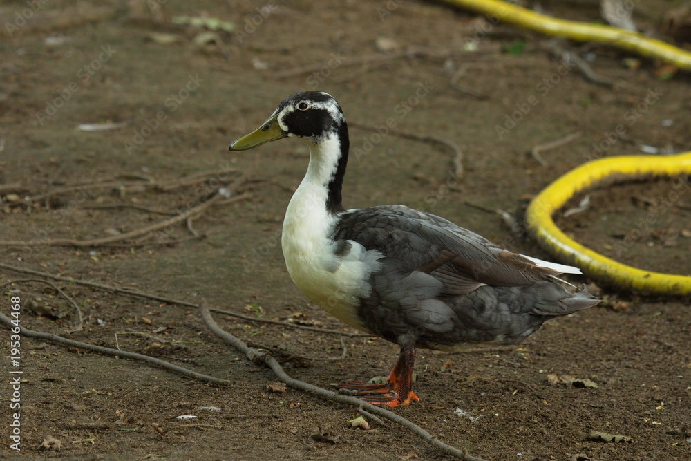 Gans Gans