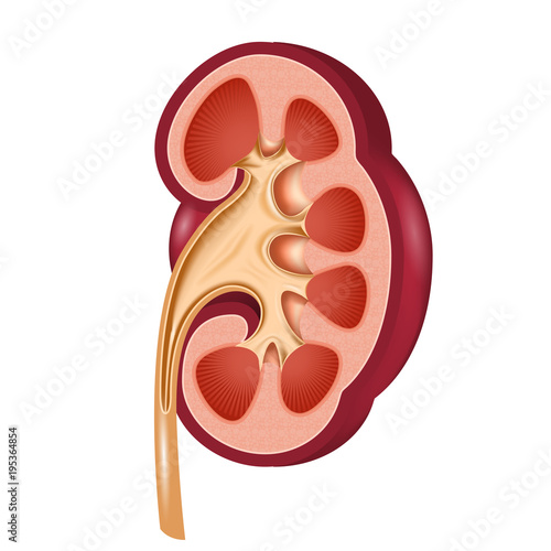 Kidney anatomical cut - human organ in section