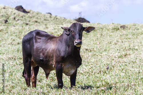 young bull in a grass field