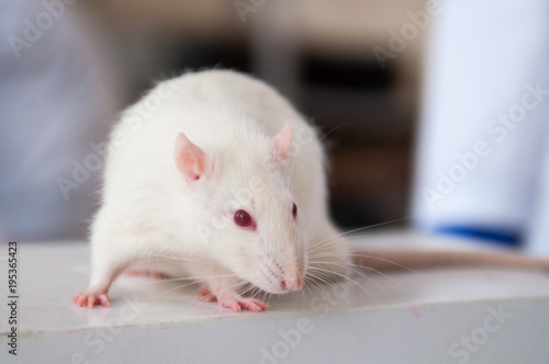 white lab rat isolated on white background