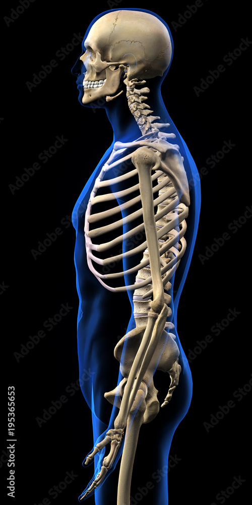 Human Skeleton, Upper Body, Side View on Black Background Human Skeleton, Upper Body, Side View on Black Background