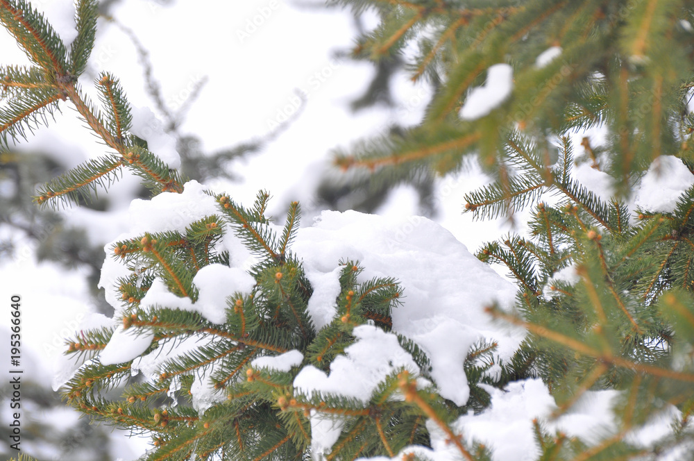 Fir tree covered with snow, Fir branch with snow, symbol of winter