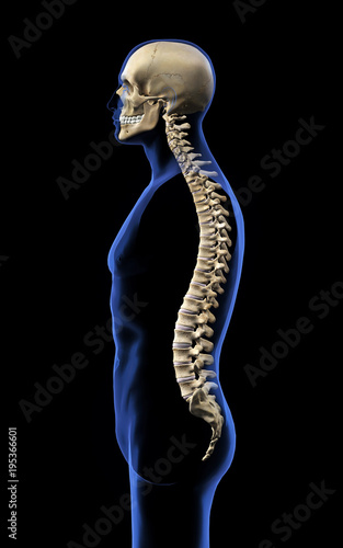 Human Skull and Vertebral Column, Side View on Black Background